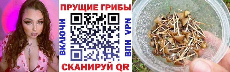 магазин продажи   Полтавская  Псилоцибиновые грибы Magic Shrooms 